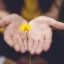 person holding a yellow flower